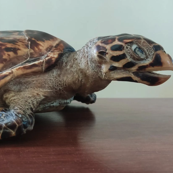 Biologo marino | The Turtleman foundation