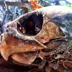 Biologo marino | The Turtleman foundation